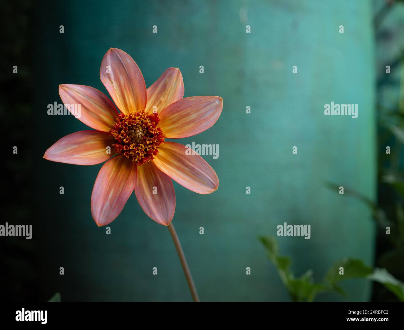 Un fiore di dahlia 'totalmente Tangerine' che mostra i petali color pesca su uno sfondo turchese, primo piano e con spazio per la copia Foto Stock