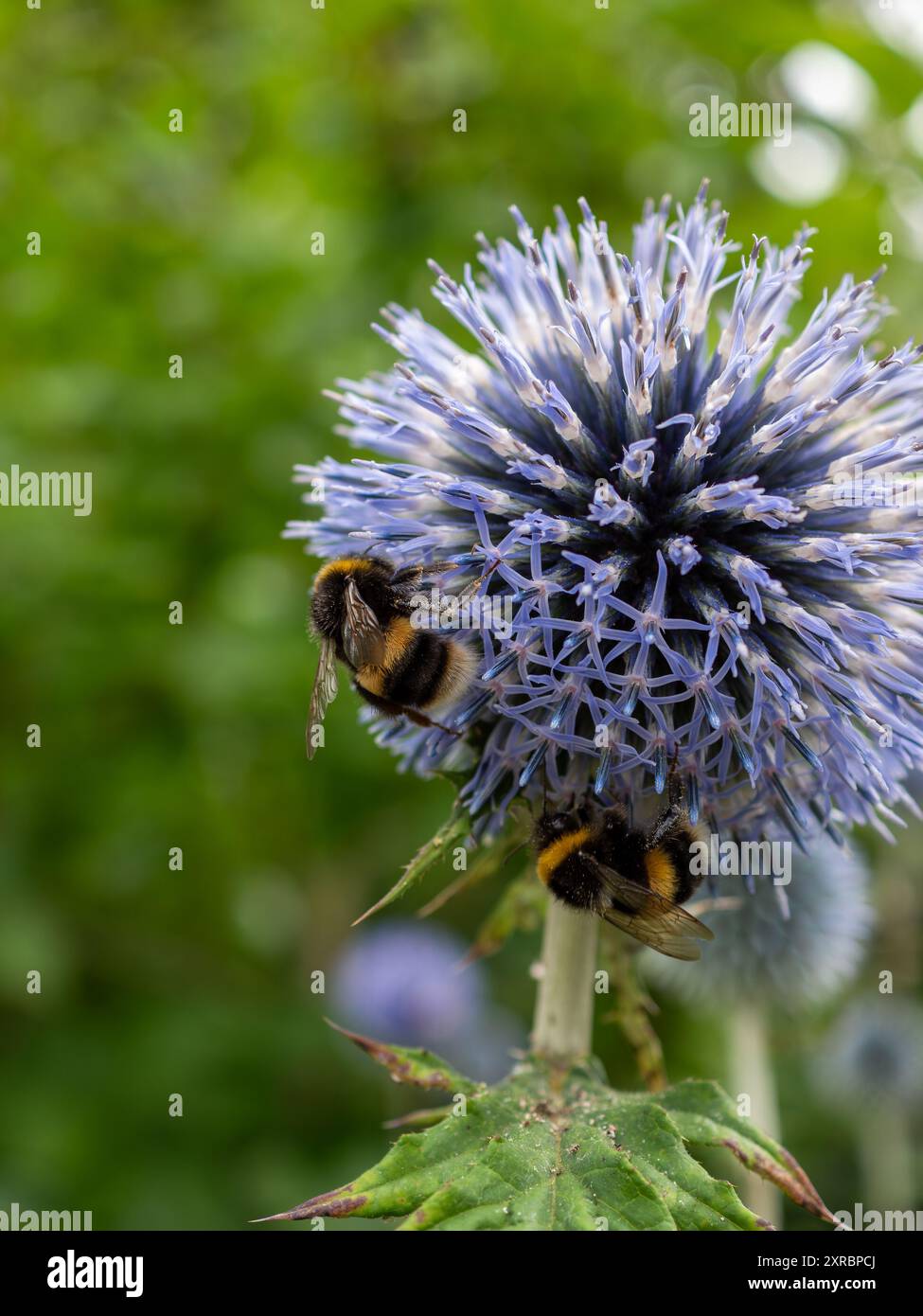 Fiori di echinops ricchi di nettare (Globe Thistle) con api che si nutrono di loro da vicino Foto Stock