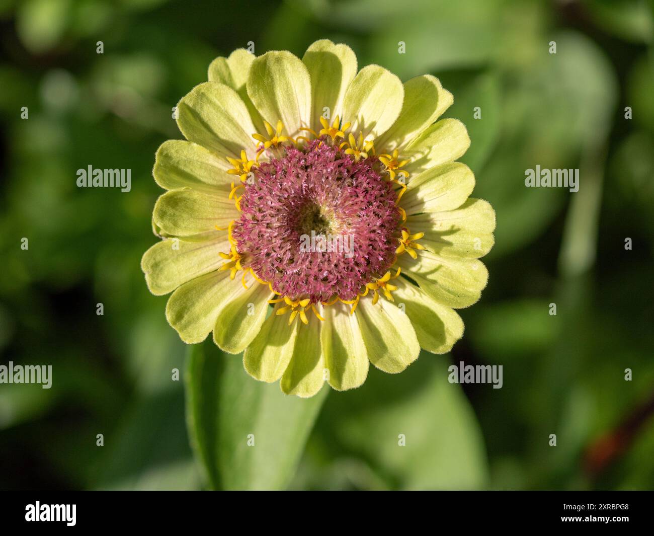 Una Zinnia elegans di colore verde lime fiorisce da vicino e si affaccia su un giardino britannico in estate Foto Stock