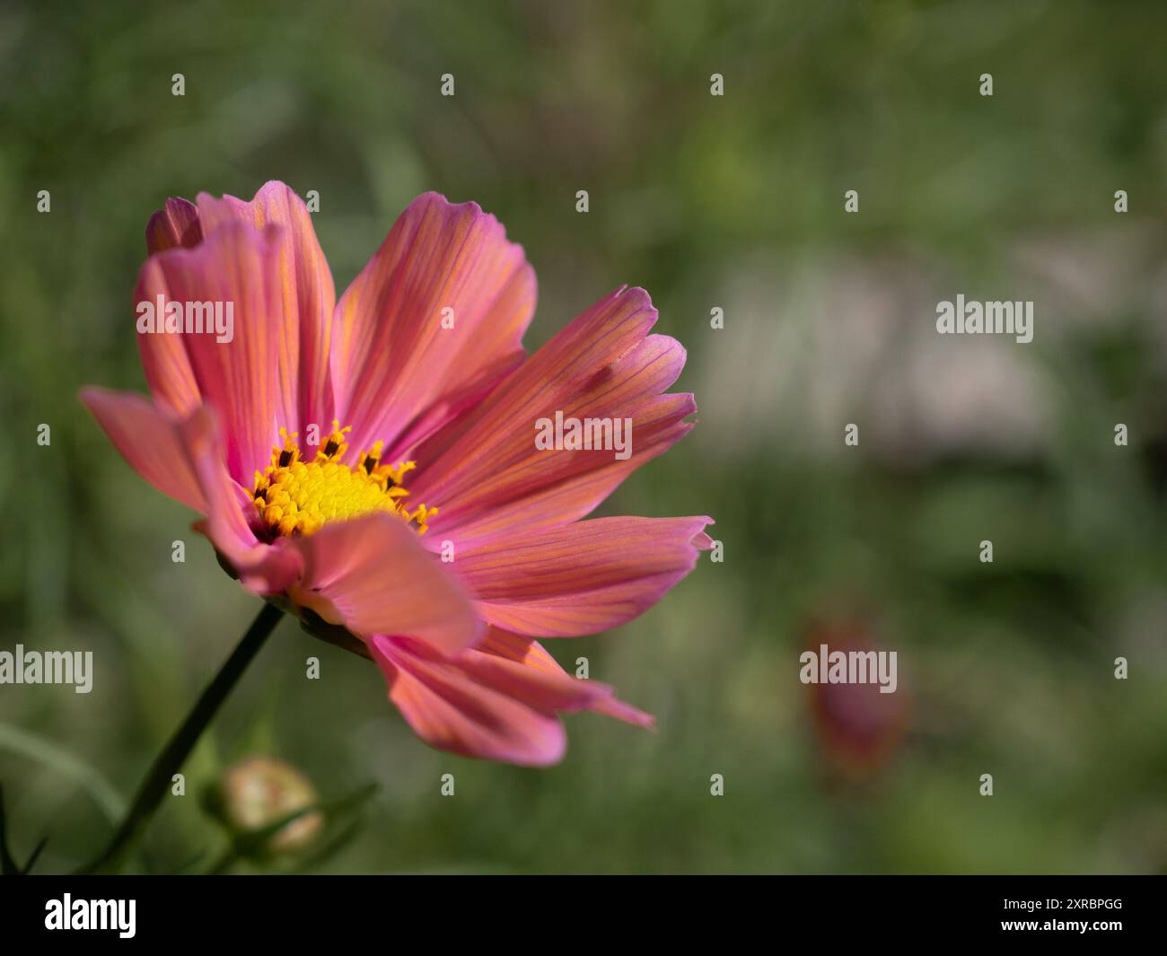 Primo piano del fiore COSMOS "Apricotta" con spazio sulla destra per la copia, un corallo colorato annuale adatto agli impollinatori Foto Stock