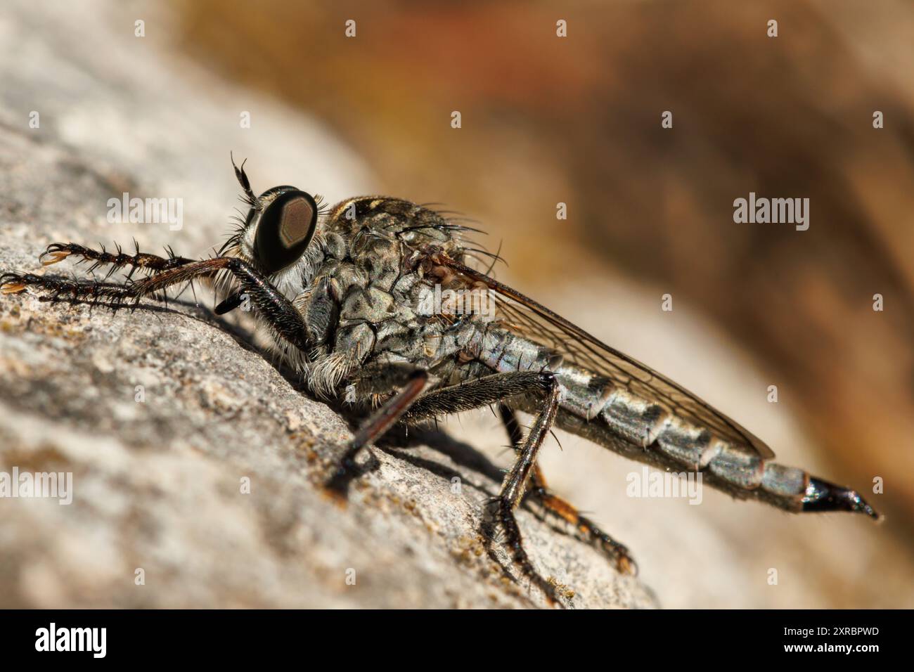 Primo piano di una mosca assassina degli Asilidi, arroccata su una roccia, Alcoy, Spagna Foto Stock
