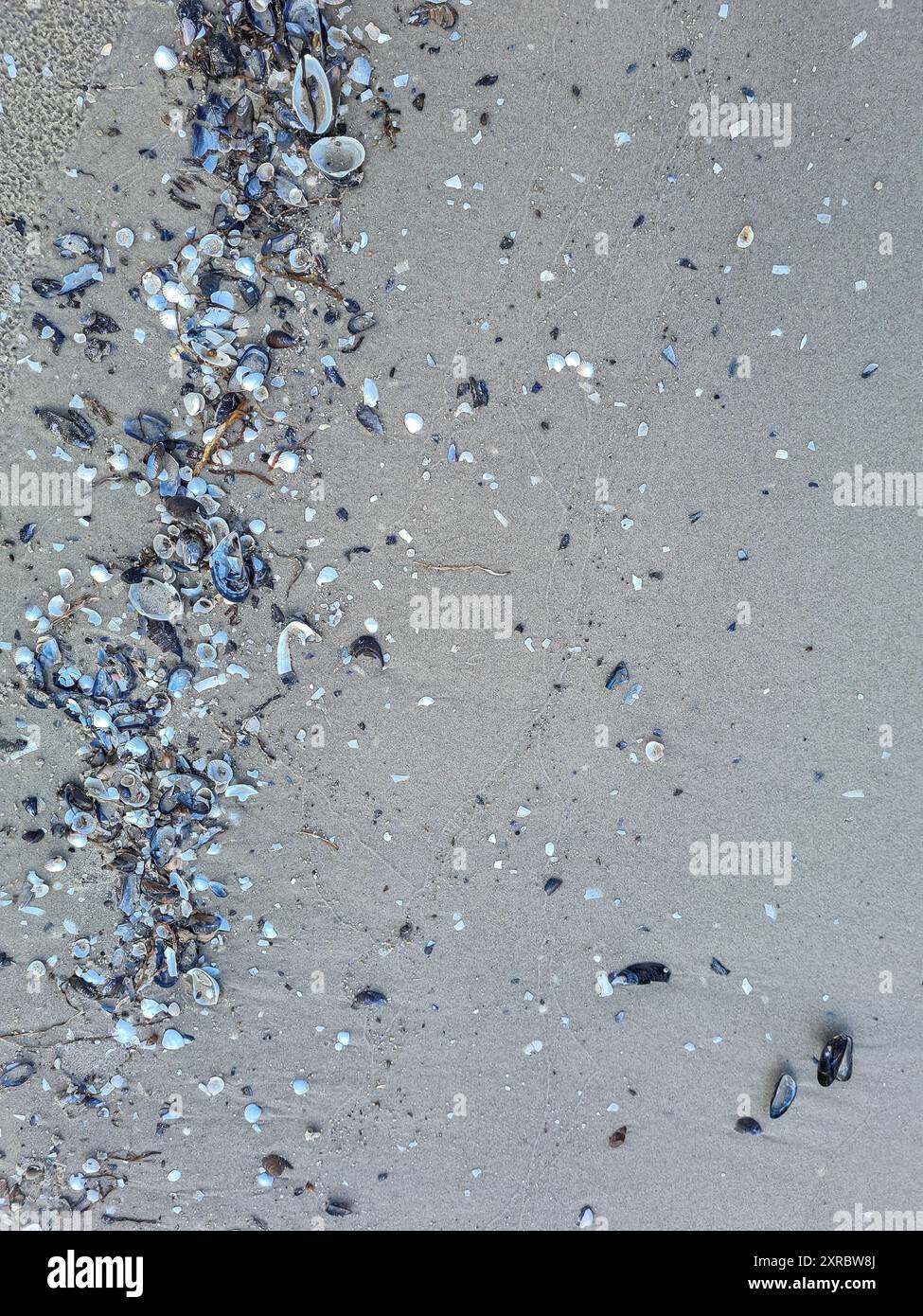 Conchiglie e erba di alghe lavate sul bordo dell'acqua sulla spiaggia di Prerow, Meclemburgo-Pomerania Occidentale, Germania Foto Stock