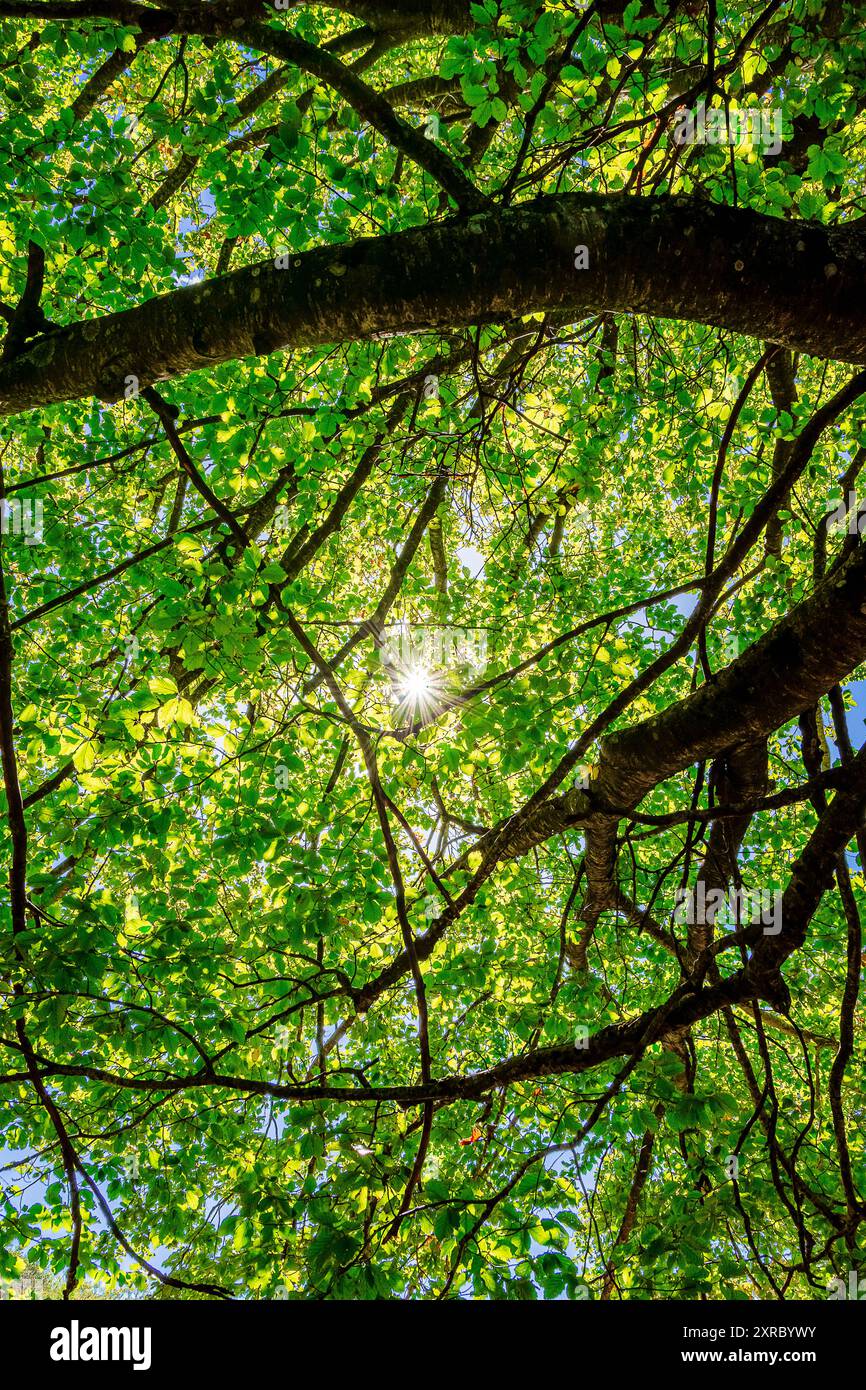 il sole emerge tra le foglie verdi degli alberi e forma una stella Foto Stock