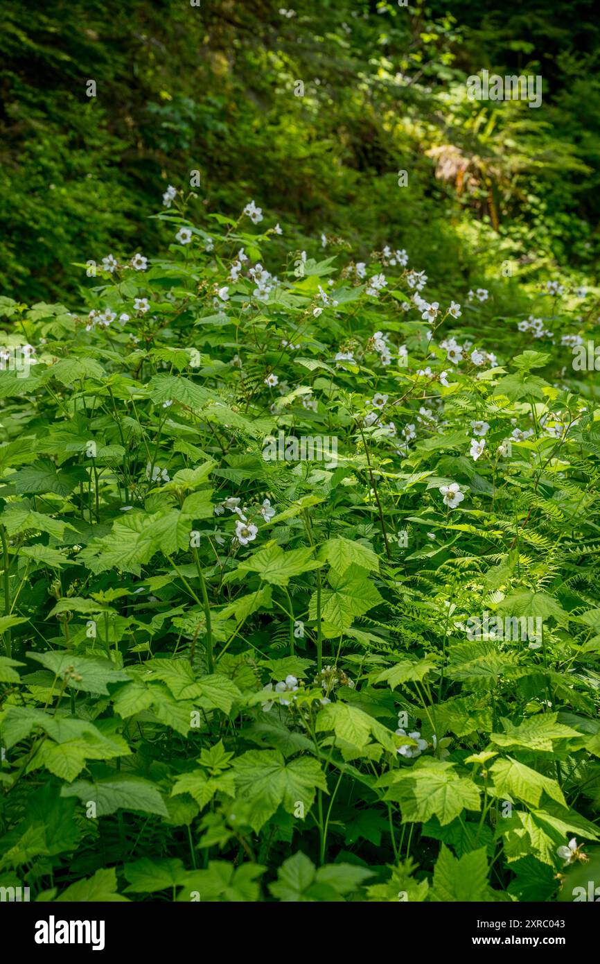 Il Rubus parviflorus, comunemente chiamato thimbleberry, (noto anche come redcaps) è una specie di Rubus originaria delle regioni temperate settentrionali del Nord America f Foto Stock