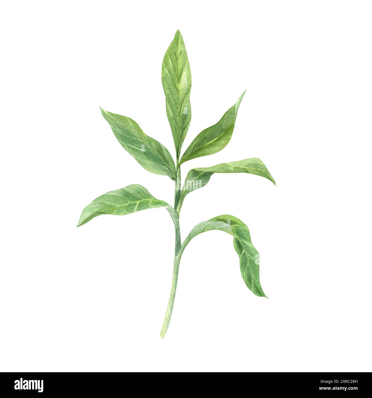 Stelo verde a foglia. Pianta aromatica di spezie per medicina, cibo, bevande. Foglie lunghe. Ramo semplice. Vegetazione tropicale. Erbe di cardamon. Foto Stock