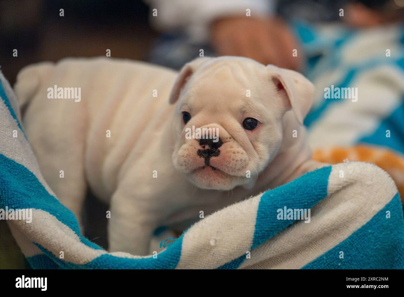 Piccolo cucciolo di bulldog bianco che gioca all'interno su un asciugamano bianco e blu Foto Stock