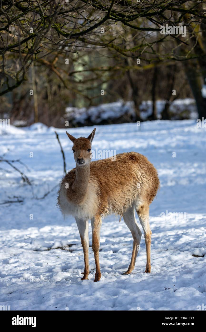 Vicuna negli altopiani andini del Sud America. Erbivori, pascolano su erba e arbusti. Si trova in regioni ad alta quota del Perù, Bolivia, Cile, A. Foto Stock