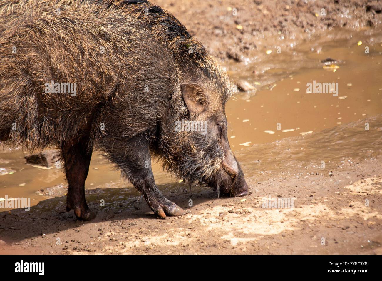 Warthog nelle savane e nelle praterie dell'Africa. Onnivoro, che si nutre di radici, frutta e insetti. Si trova comunemente nell'Africa subsahariana. Foto Stock