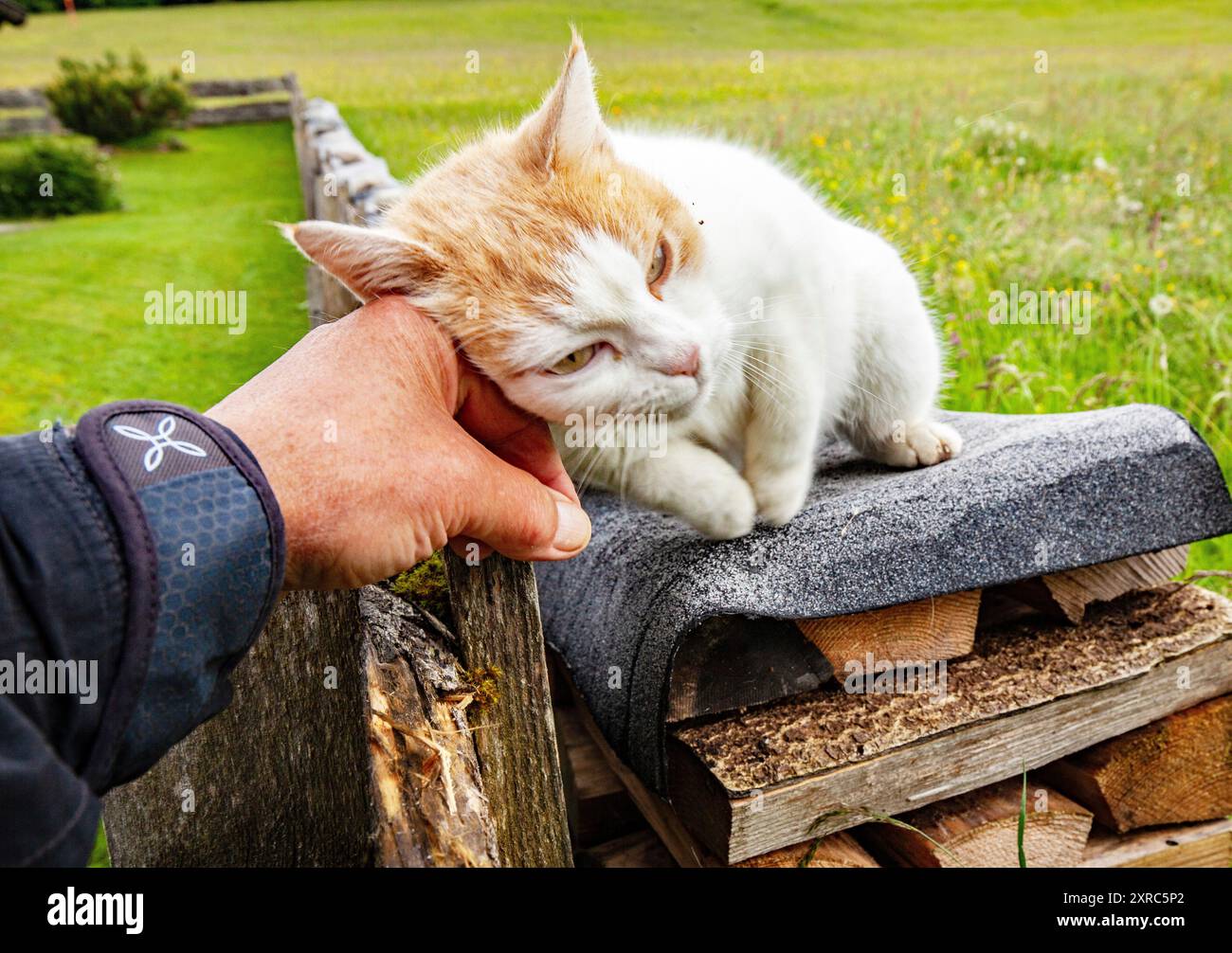 Gatto coccolato e sicuro Foto Stock