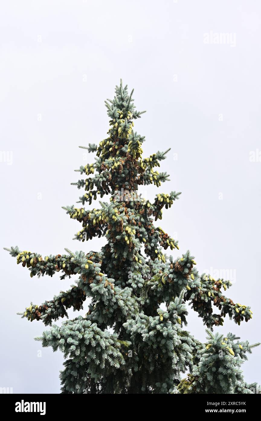 Questa immagine cattura la cima di un albero sempreverde, probabilmente un abete rosso blu, con un fitto fogliame e numerosi coni di pino che adornano i suoi rami. L'albero è g Foto Stock