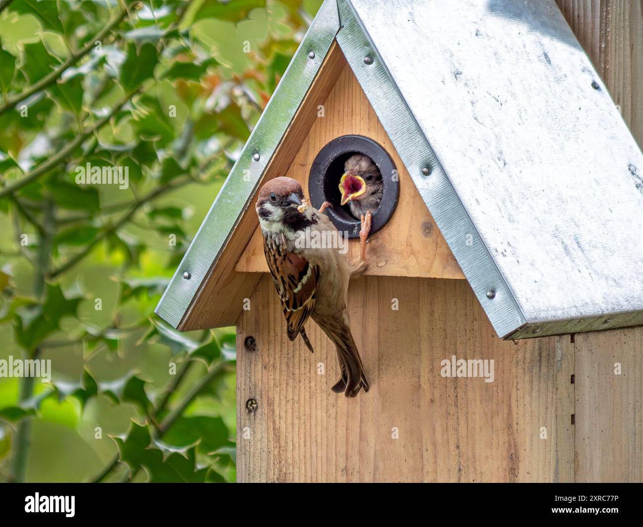 Passero degli alberi, passero che si nutre di giovani in una scatola di nidificazione, Baviera, Germania, Europa Foto Stock