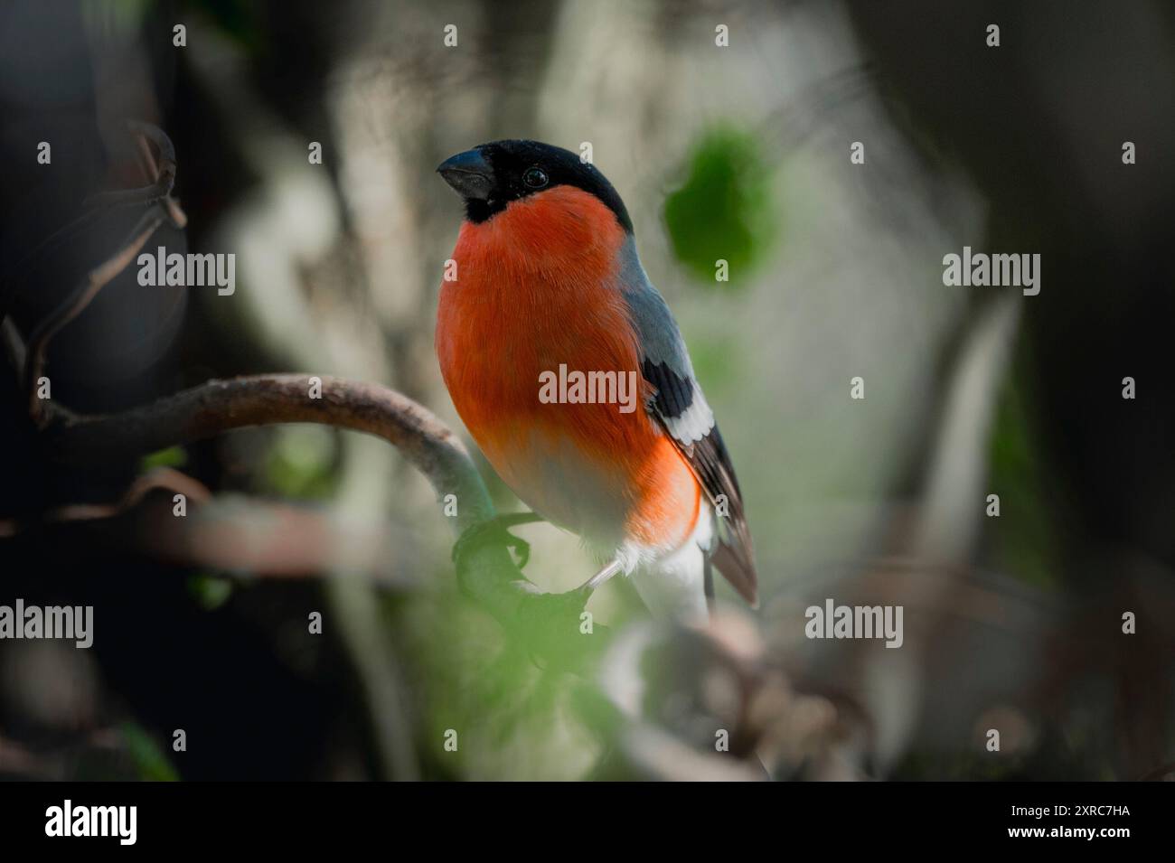 Primo piano di un bullfinch maschio (Pyrrhula pyrrhula) in un nocciolo di cavatappi (Corylus avellana "Contorta") Foto Stock