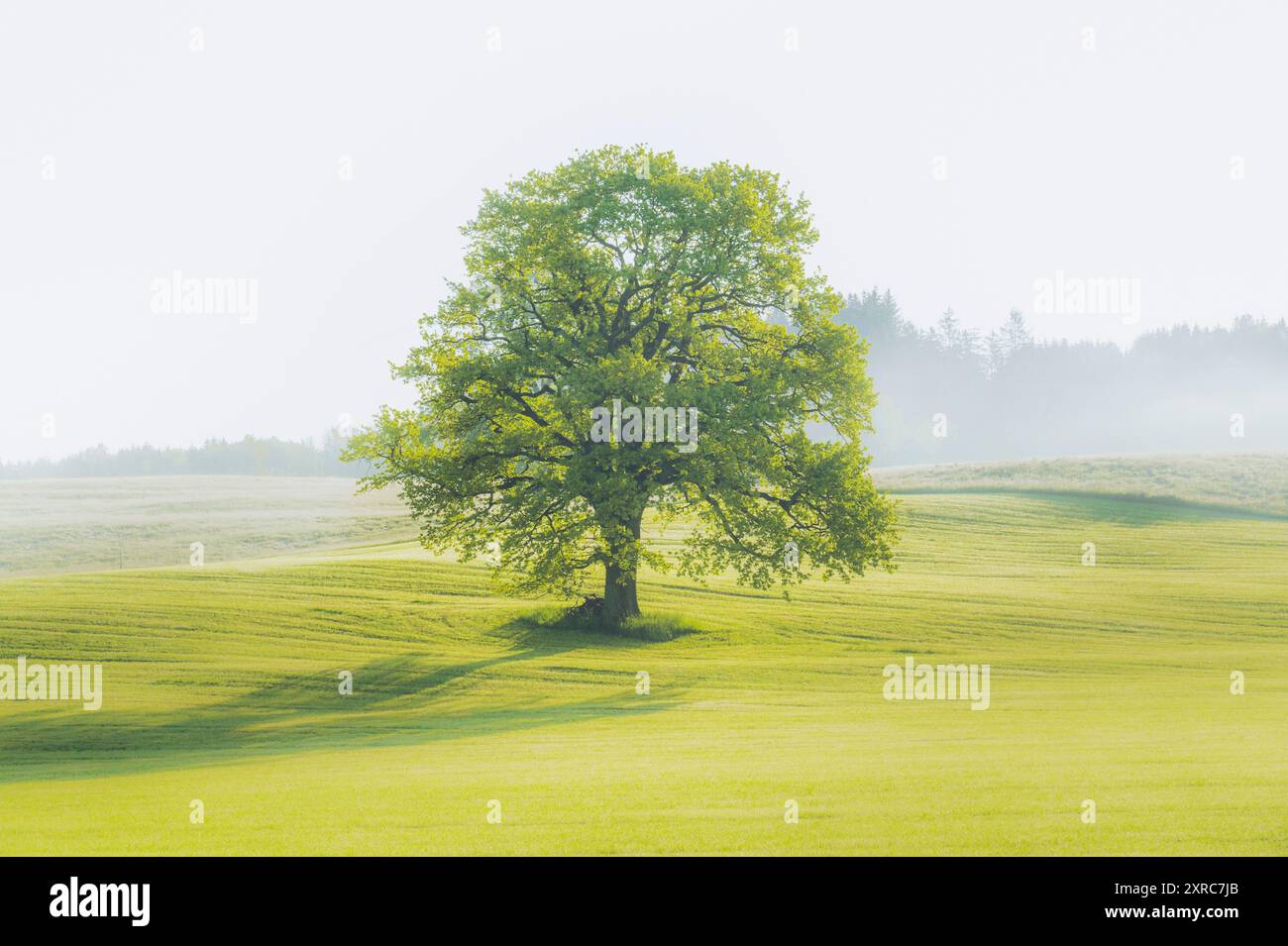 Vecchio albero di quercia autoportante con fogliame primaverile su un paesaggio erboso leggermente collinare con nebbia crescente nel Allgäu, una sagoma di una foresta sullo sfondo Foto Stock