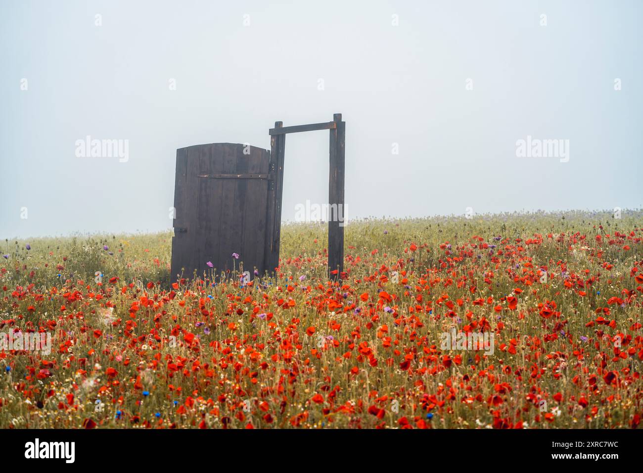 Poppy fiorisce nel villaggio papavero di Germerode in una nebbiosa mattina d'estate. Distretto di Werra-Meißner, Assia, Germania Foto Stock