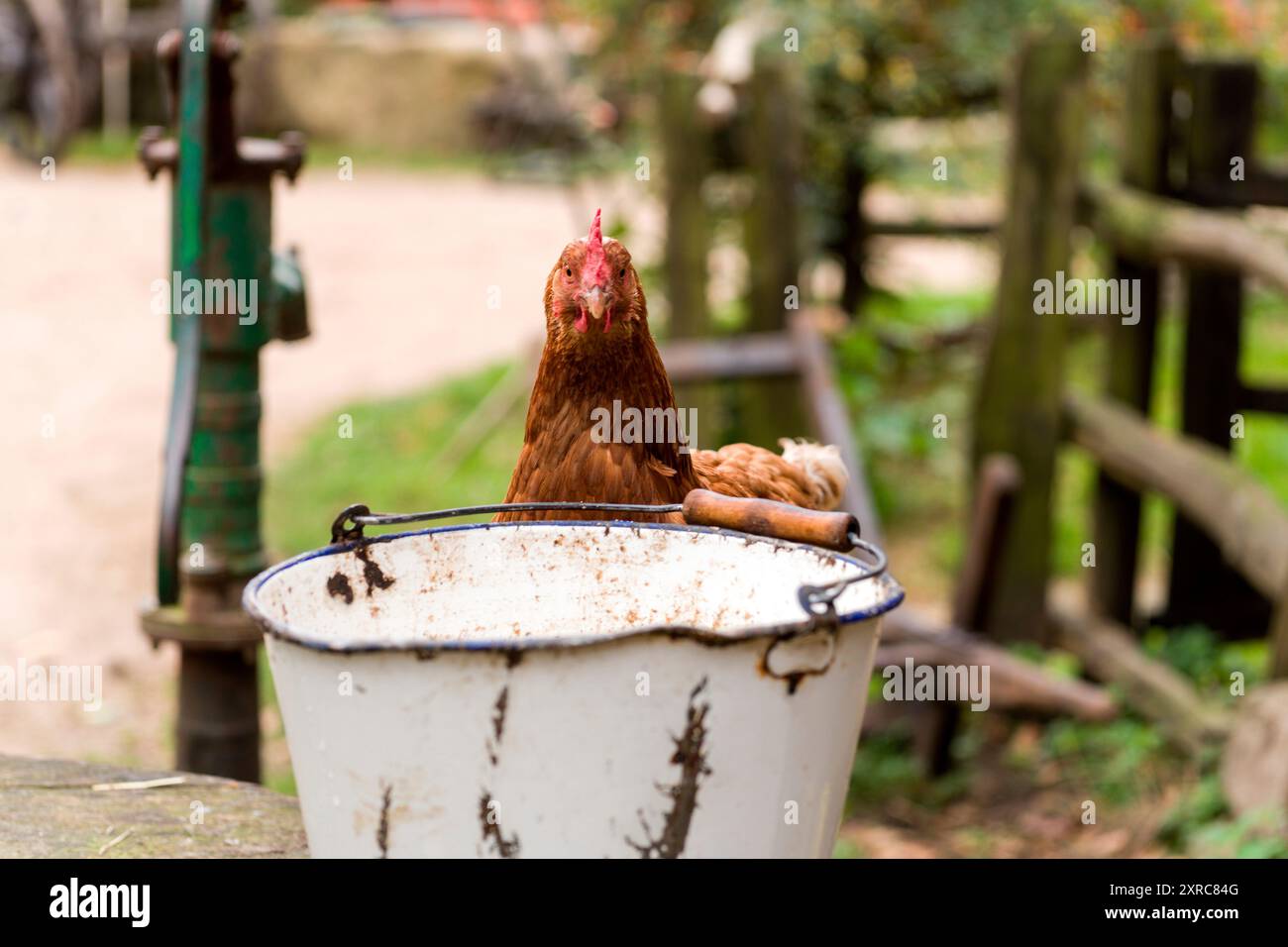 Un pollo guarda su un secchio Foto Stock