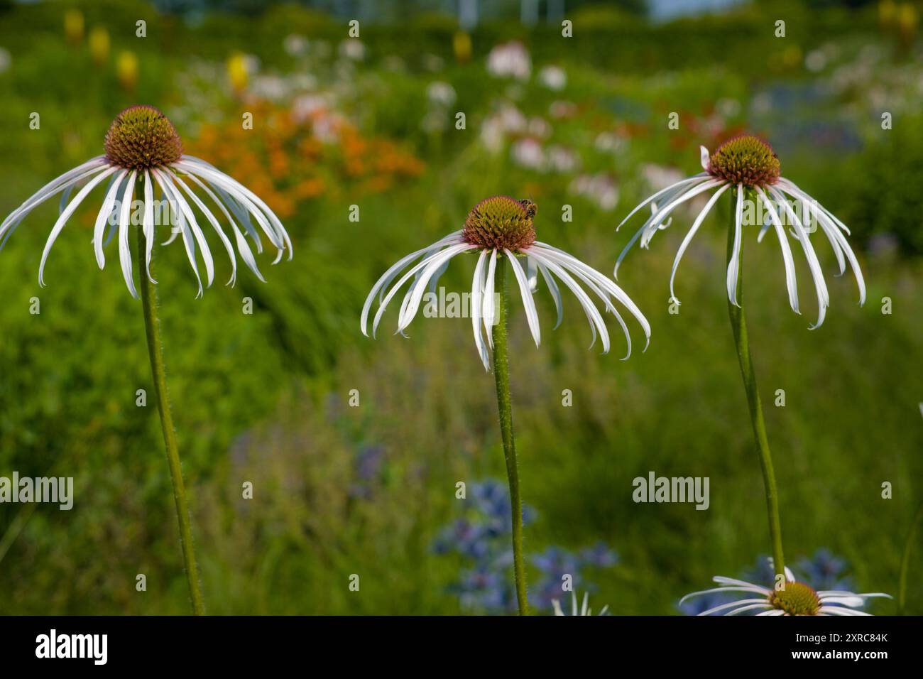 White Echinacea pallida "Hula Dancer" Foto Stock