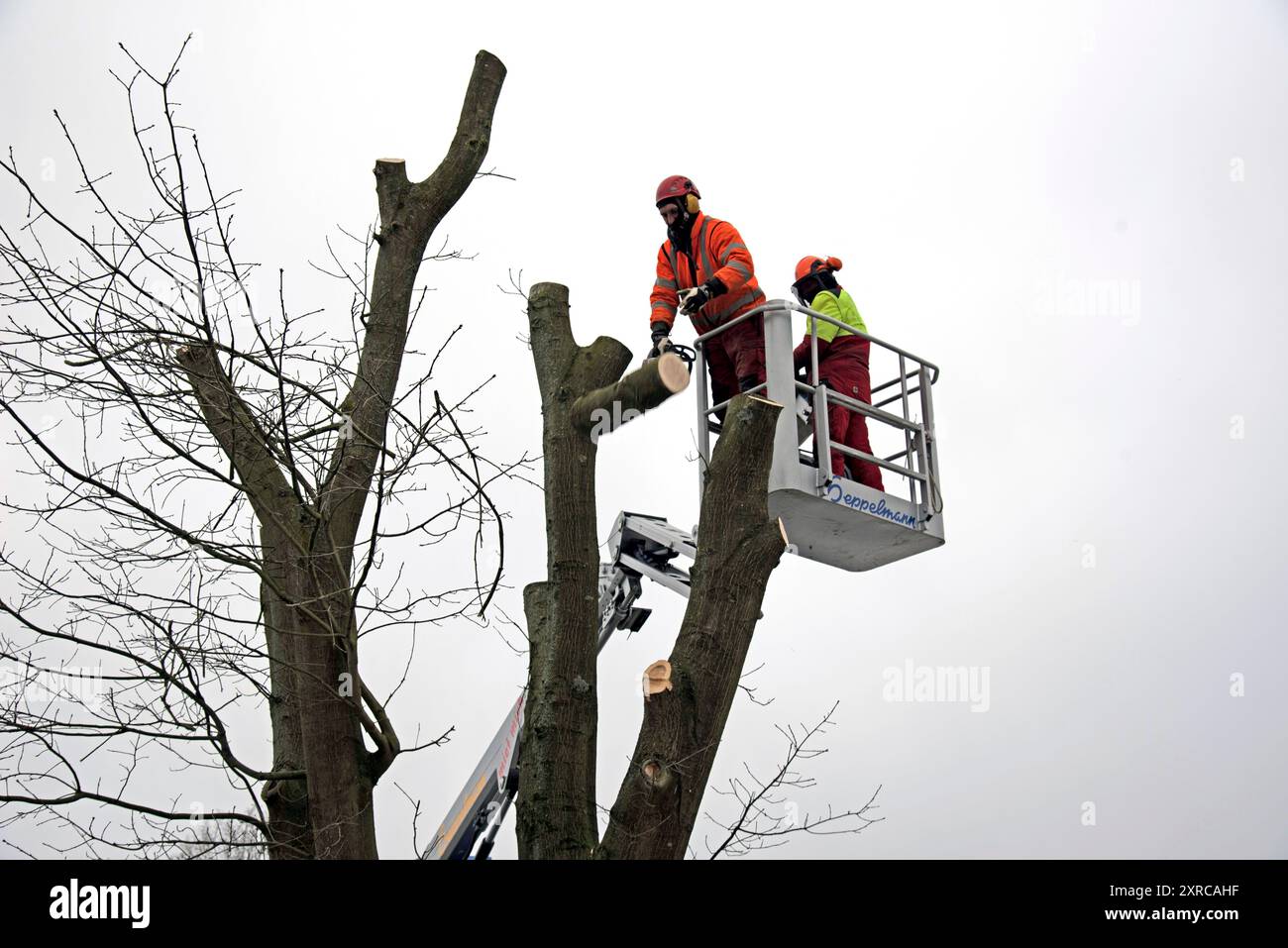 Abbattimento di alberi con raccoglitrice di ciliegi, legna, legna da ardere, vecchio ciliegio Foto Stock