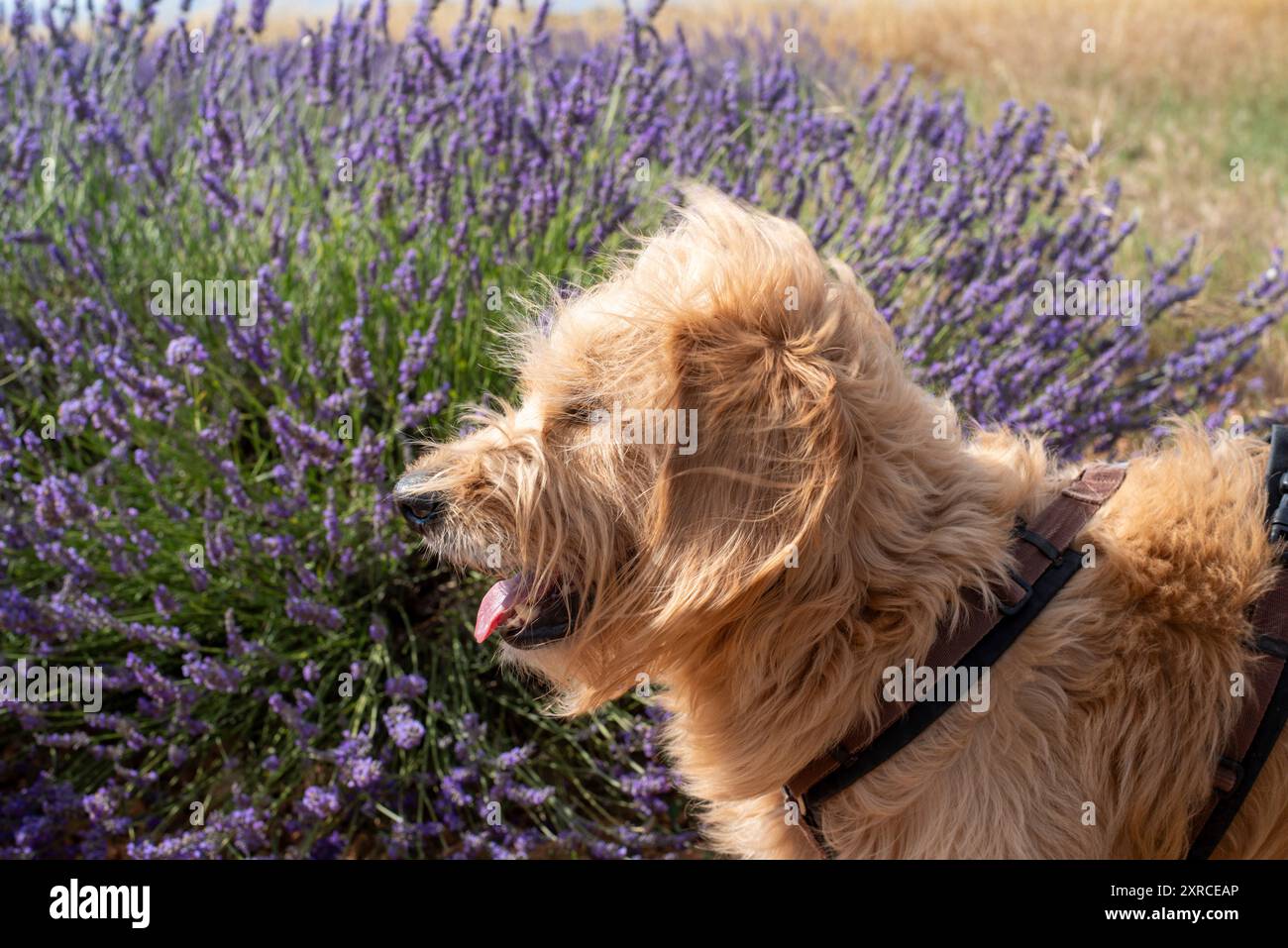 Un piccolo Goldendoodle si erge in un campo di lavanda fiorito sull'altopiano di Valensole, Alpes-de-Haute-Provence, Francia Foto Stock