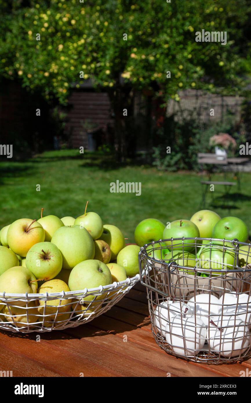 Le mele bianche artificiali e le mele verdi fresche del melo sullo sfondo si trovano in vari cesti di filo su una tavola di legno, raccolta e decorazione con frutta Foto Stock