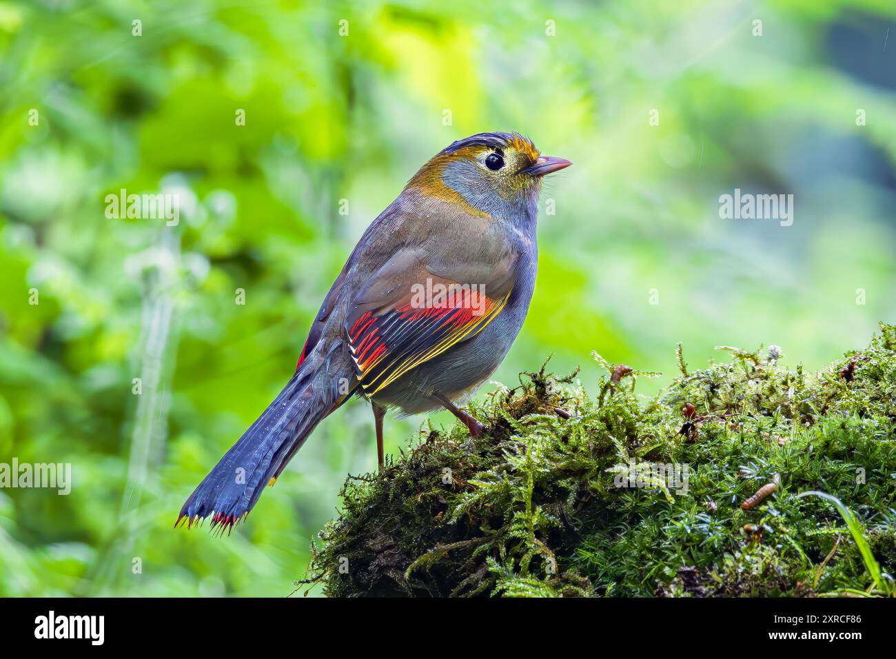 Liocichla grigia su roccia coperta di muschio Foto Stock
