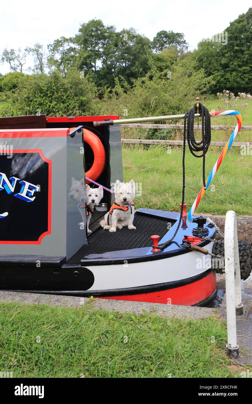 Due cani da compagnia su un battello del canale che passa attraverso la chiusa n. 1 di Swanley sul canale Llangollen nel Cheshire Foto Stock