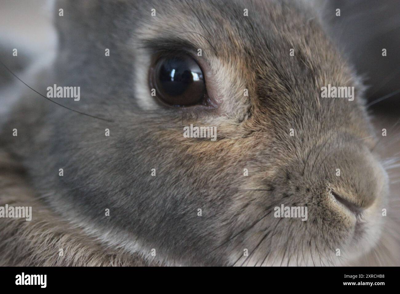 Da vicino e soffice: Un coniglietto curioso con occhi grandi e pieni di anima e morbida pelliccia marrone. Foto Stock