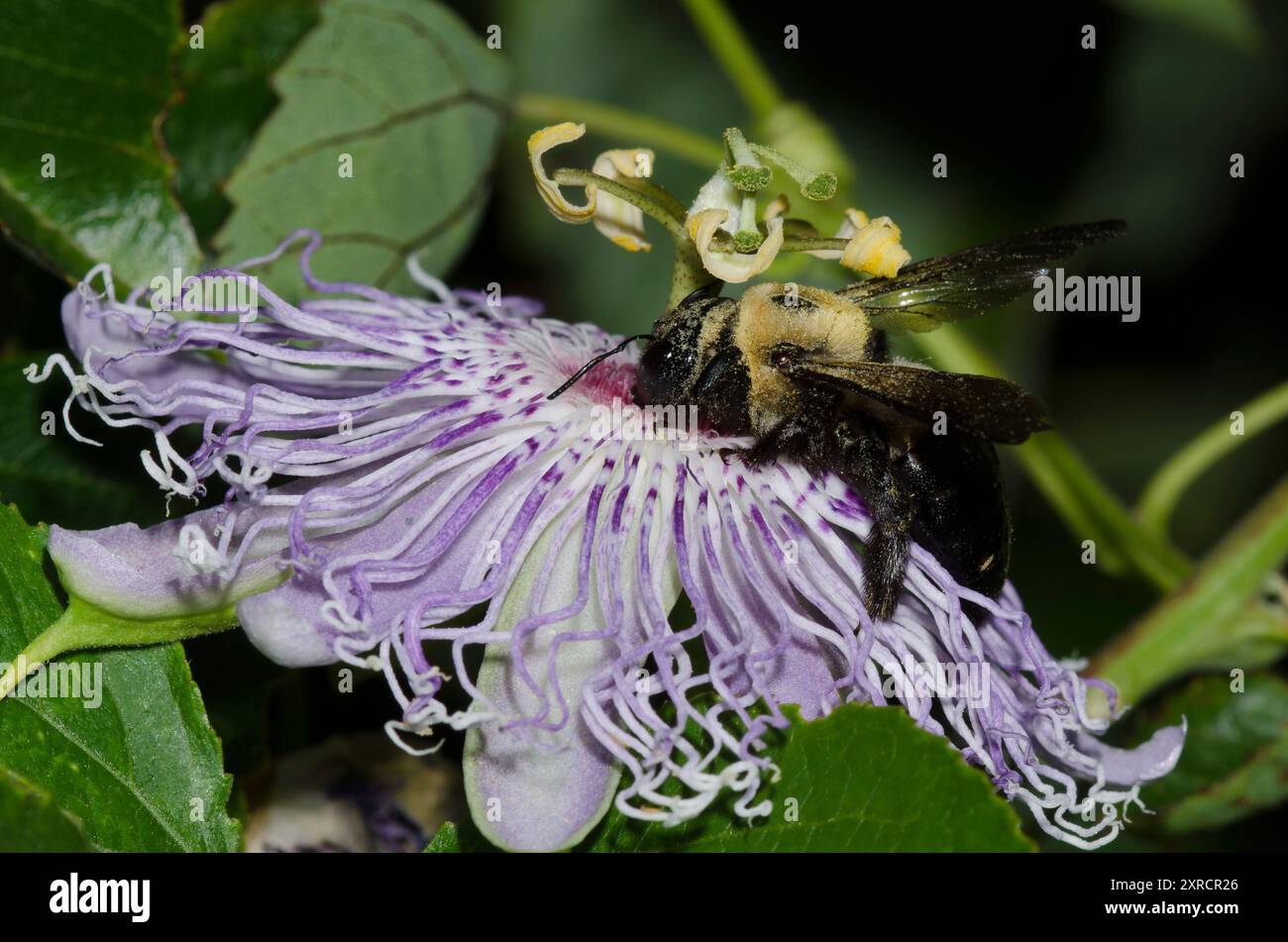 Eastern Carpenter Bee, Xylocopa virginica, foraging su Viola Passionflower, Passiflora incarnata Foto Stock