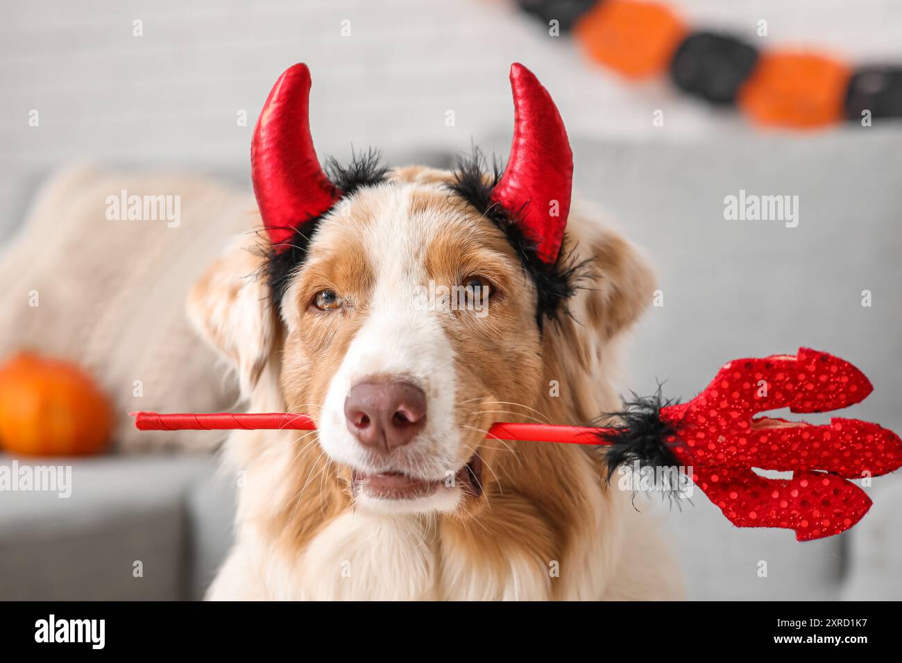 Bel cane in costume di Halloween a casa Foto Stock