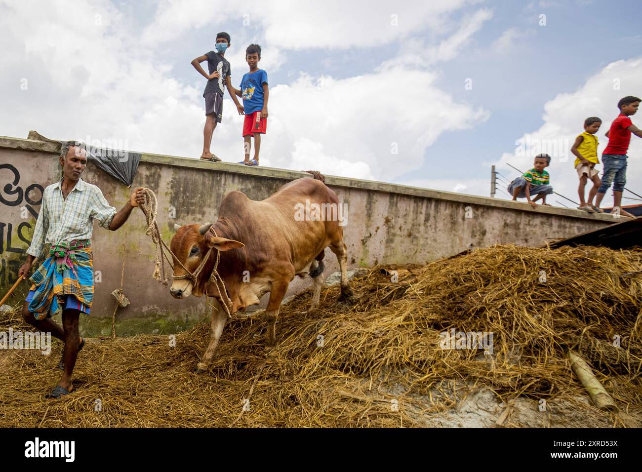 Il mercato della carne di Qurbani sta vendendo i buoi davanti all'Eid-al-Adha a Dhaka, in Bangladesh. L'Eid-al-Adha cade il 1 agosto 2020. Il COVID 19 ha messo un grave ammortizzatore sul mercato normalmente frenetico, e molti animali sono ora in commercio online per rendere più facile la distanza sociale. Foto Stock