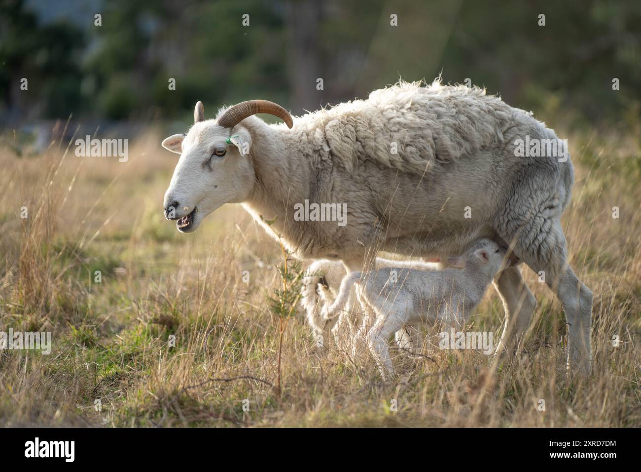agnello che beve latte da una pecora in un campo in luce dorata in primavera Foto Stock