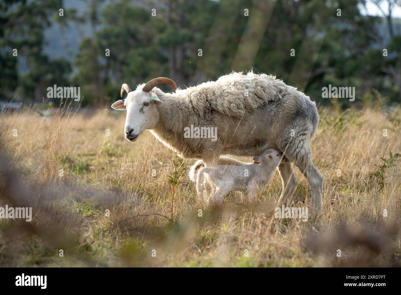 agnello che beve latte da una pecora in un campo in luce dorata in primavera Foto Stock