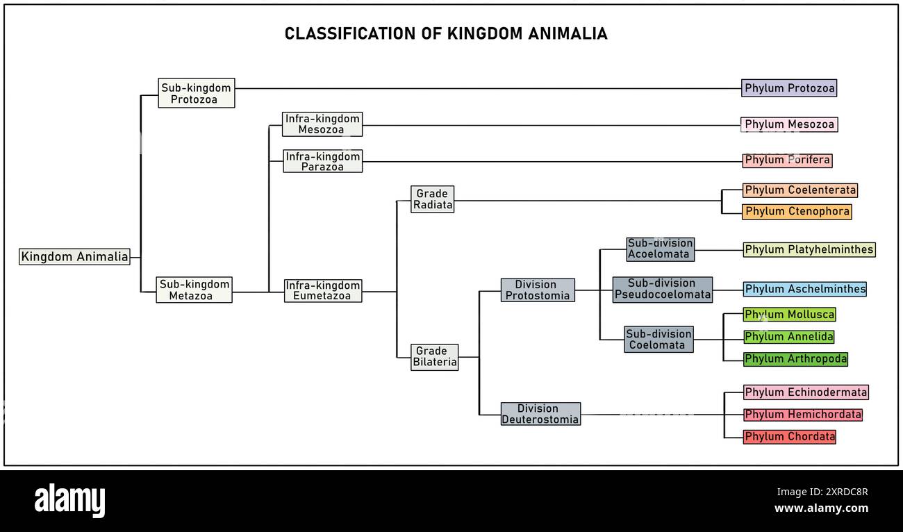 Classificazione del regno animale, illustrazione. Foto Stock