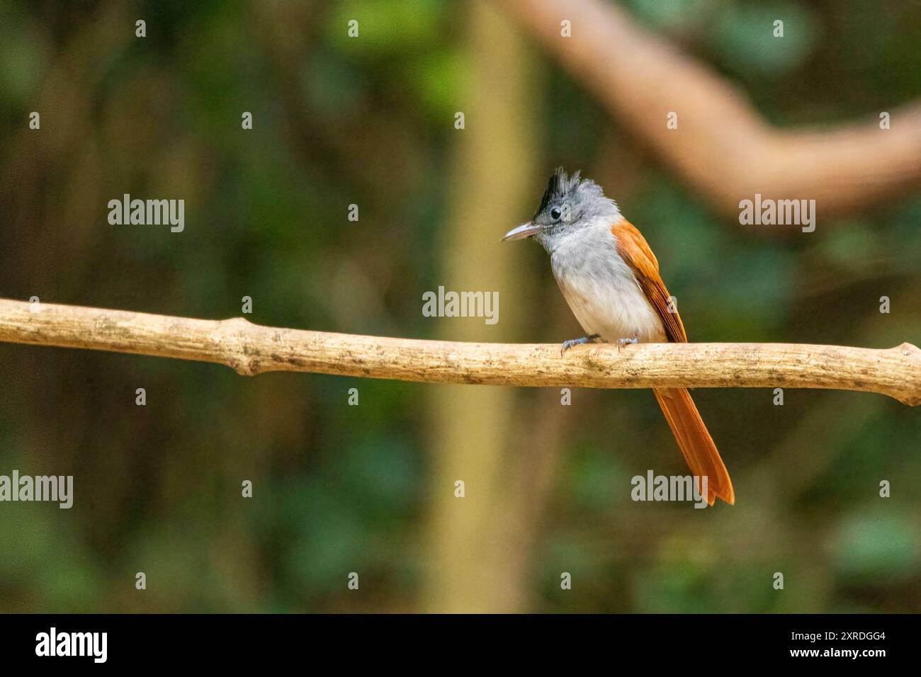 Blyth's Paradise Flycatcher (Terpsiphone affinis) è un uccello di medie dimensioni conosciuto per le sue splendide piume a coda lunga e il vivace piumaggio. Foto Stock