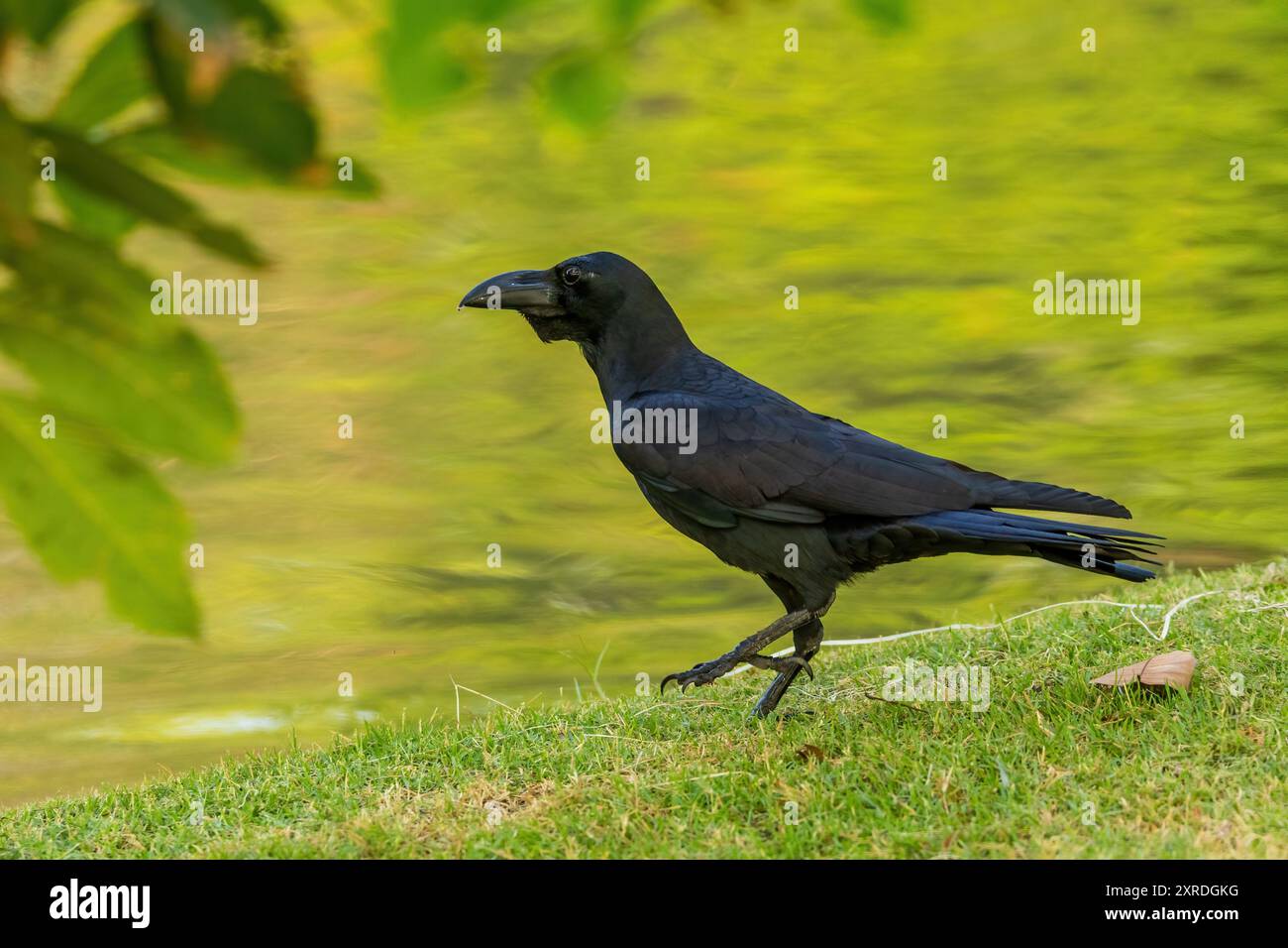 Il Corvus macrorhynchos (Corvus macrorhynchos) è un grande uccello nero con un corpo robusto, banconote spesse e piumaggio lucido. Foto Stock