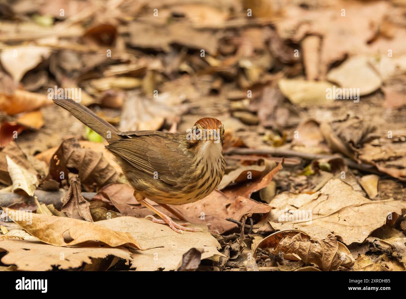 Il puff-throated Babbler (Pellorneum ruficeps) è un piccolo uccello con una gola soffice caratteristica, parti superiori marroni e parti inferiori bianche con str scuro Foto Stock