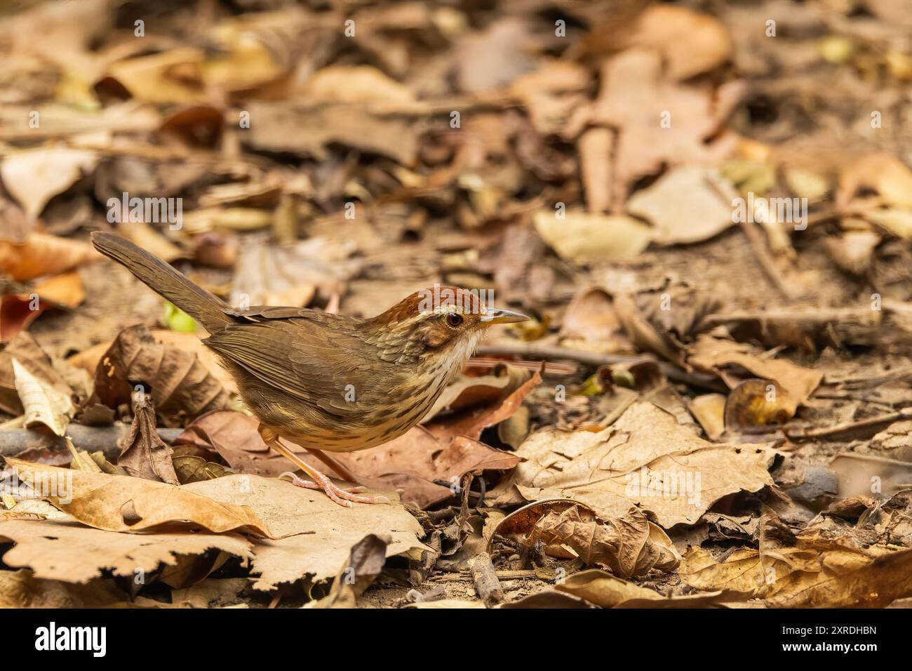 Il puff-throated Babbler (Pellorneum ruficeps) è un piccolo uccello con una gola soffice caratteristica, parti superiori marroni e parti inferiori bianche con str scuro Foto Stock