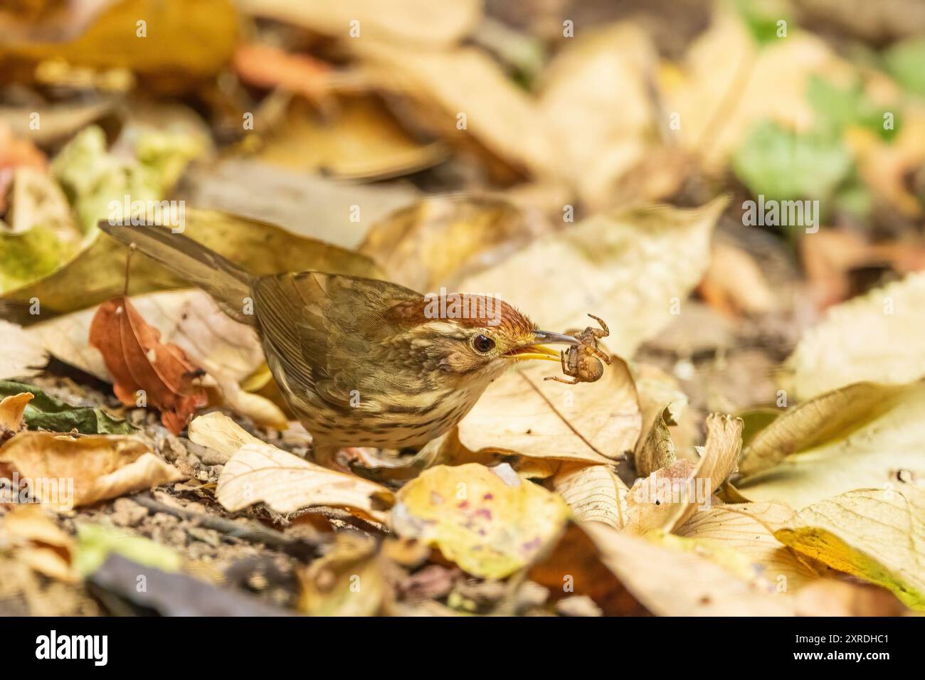 Il puff-throated Babbler (Pellorneum ruficeps) è un piccolo uccello con una gola soffice caratteristica, parti superiori marroni e parti inferiori bianche con str scuro Foto Stock