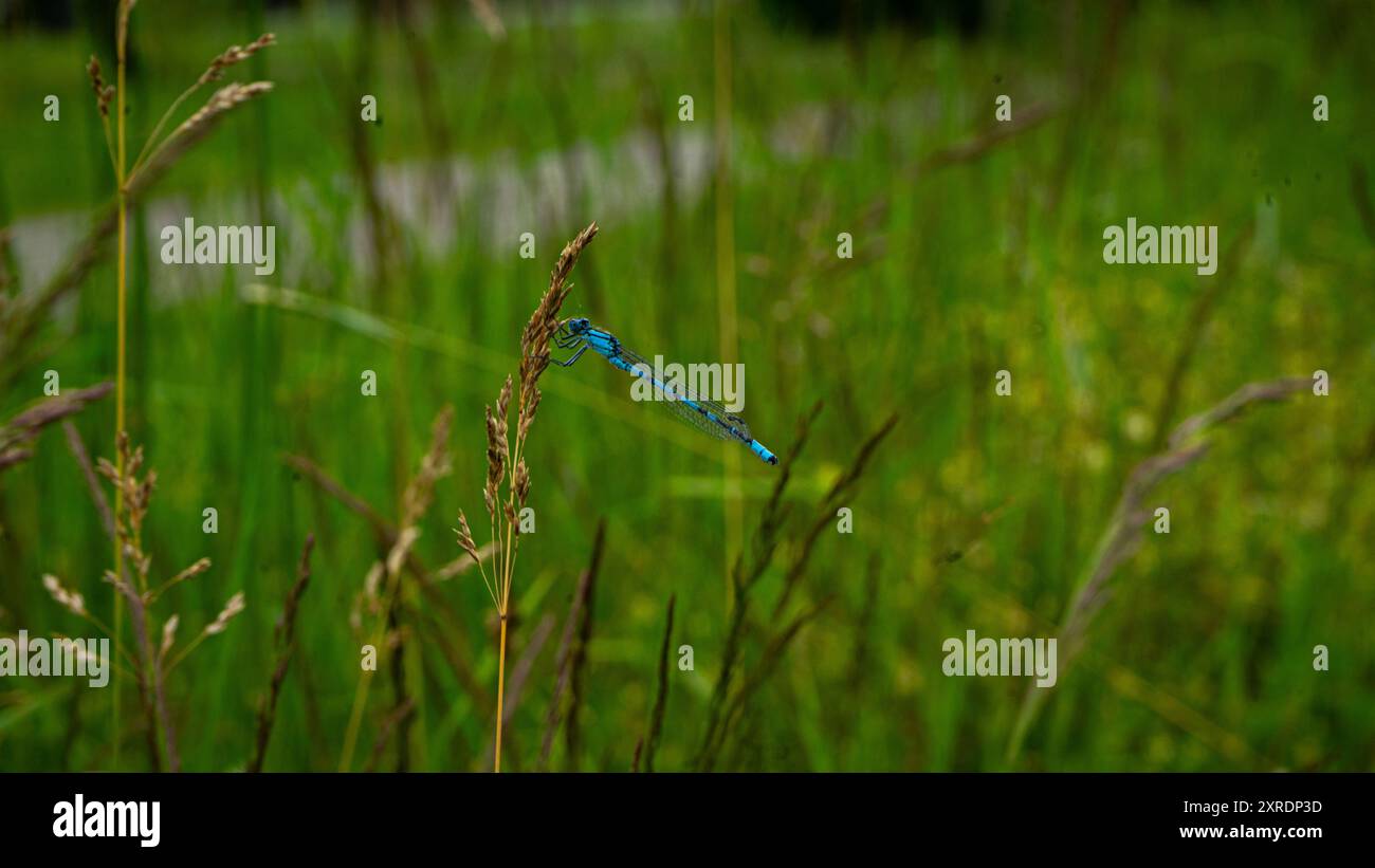 Volo drago blu Foto Stock