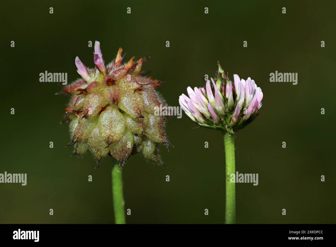 Strawberry Clover Trifolium fragiferum - frutta e fiori Foto Stock