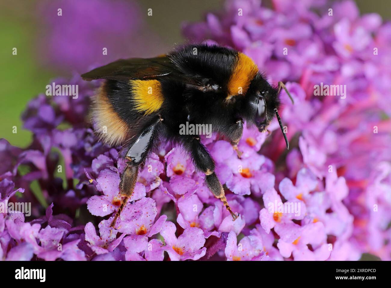 bumblebee (Bombus terrestris) dalla coda di bue che si nutre di buddleia Foto Stock