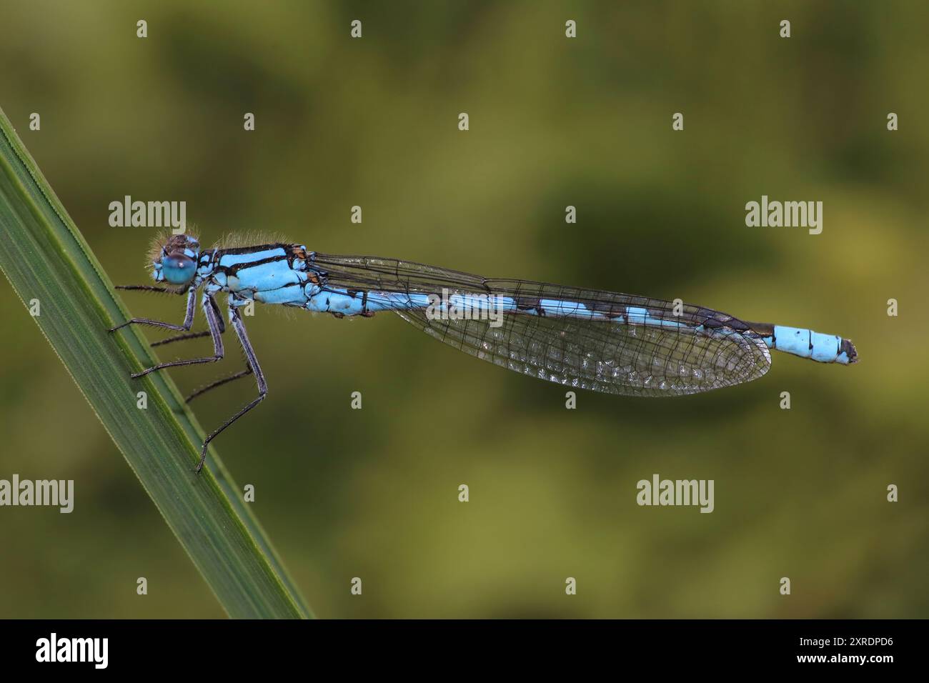 Maschio blu comune Damselfly Enallagma cyathigerum Foto Stock