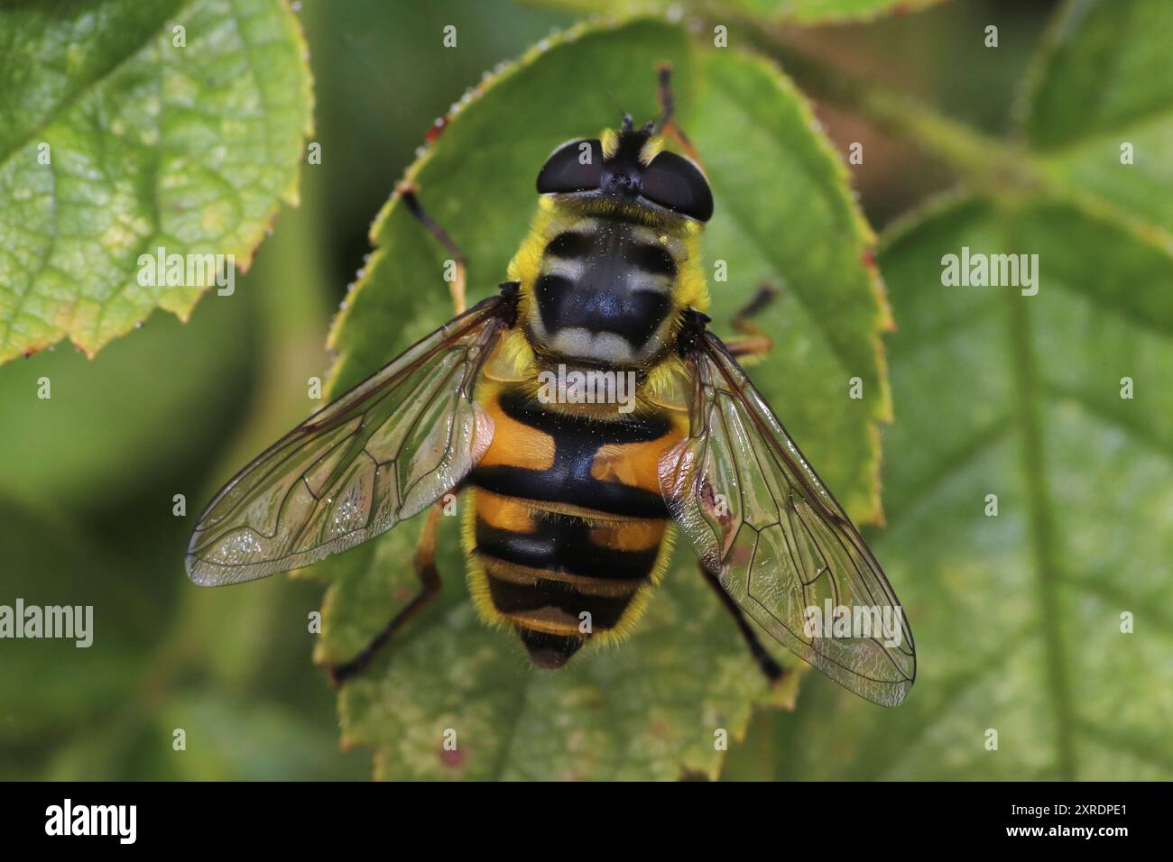 Batman Hoverfly Myathropa florea Foto Stock