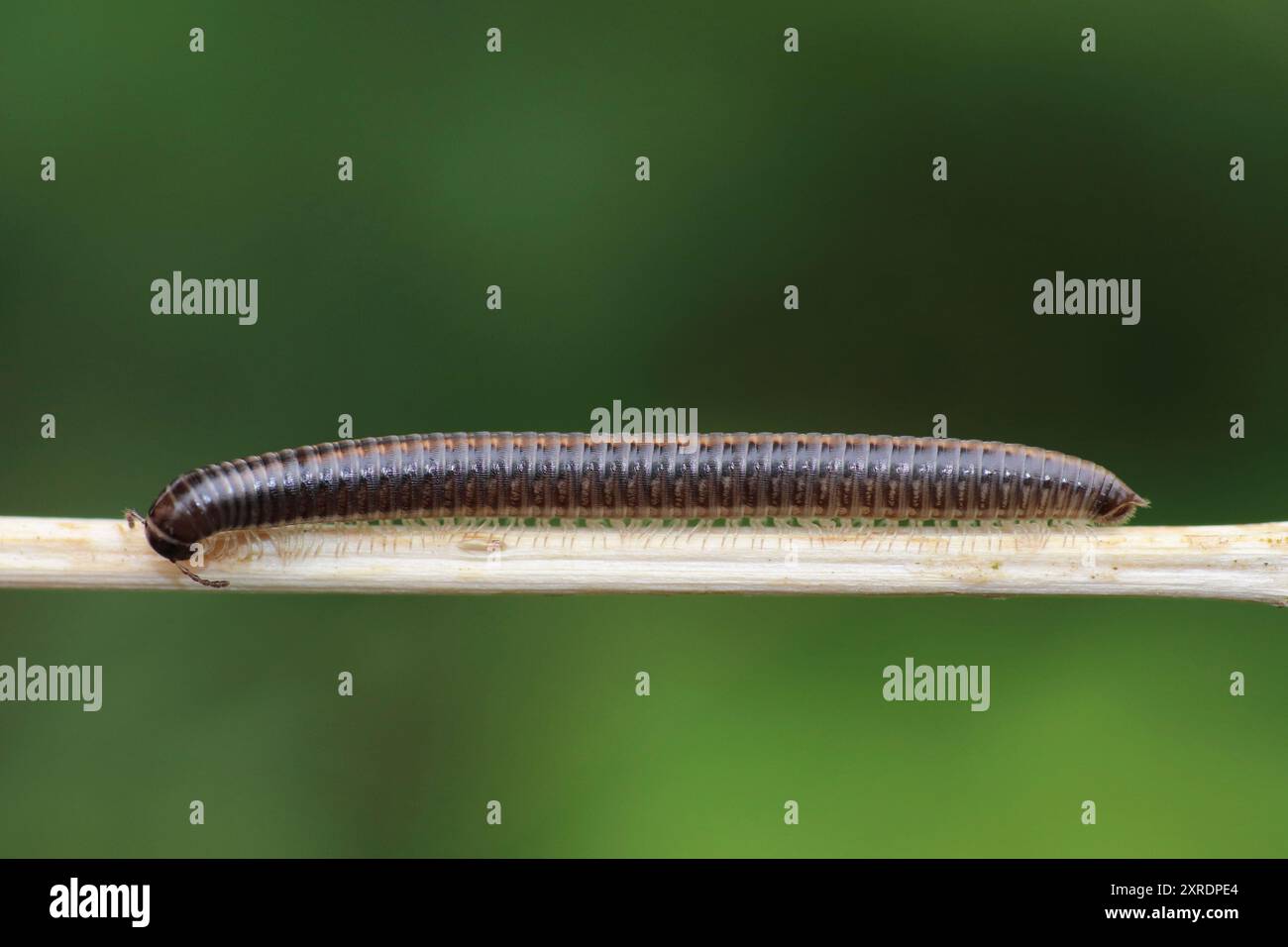 Millipede Ommatoiulus sabulosus striato Foto Stock