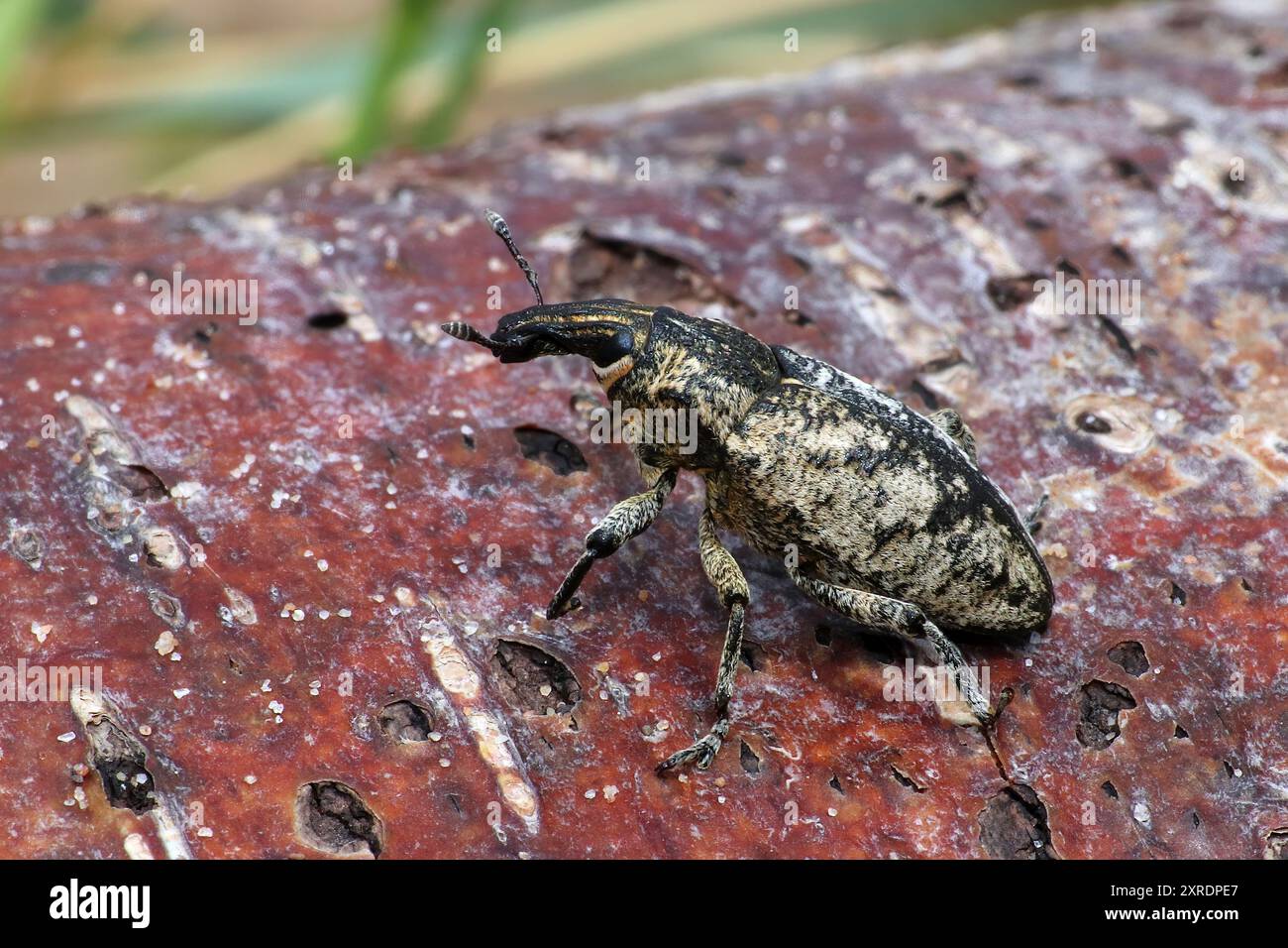 Large Thistle Weevil Cleonis pigra Foto Stock