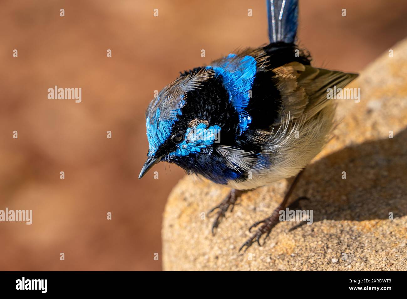 Un maschio superbo wren (Malurus cyaneus) che muta nel suo piumaggio riproduttore (maschio intermedio) a metà agosto; Cranbourne, Victoria Foto Stock