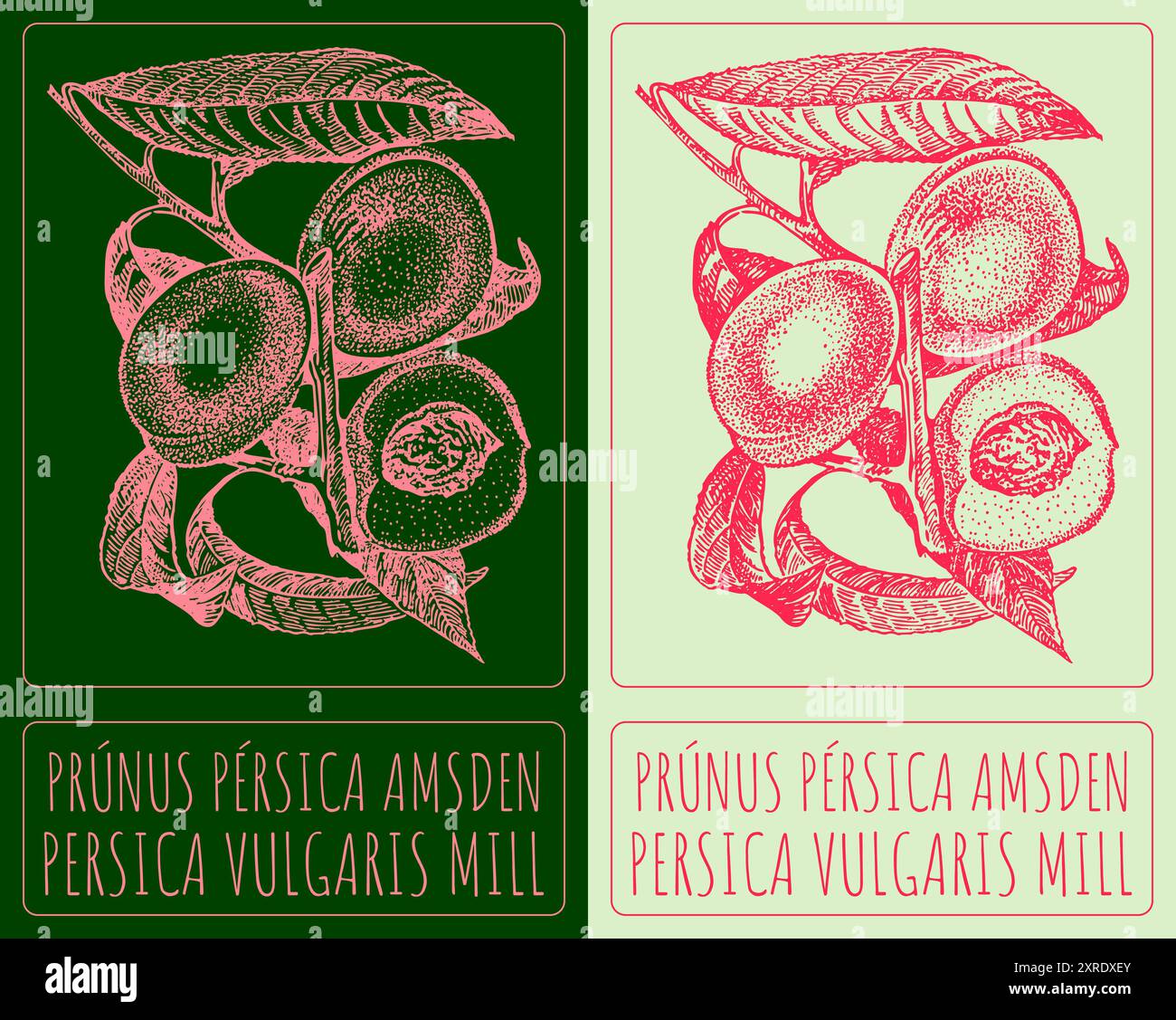 Disegno vettoriale PRUNUS PERSICA AMSDEN. Illustrazione disegnata a mano. Il nome latino è PERSICA VULGARIS MILL. Illustrazione Vettoriale