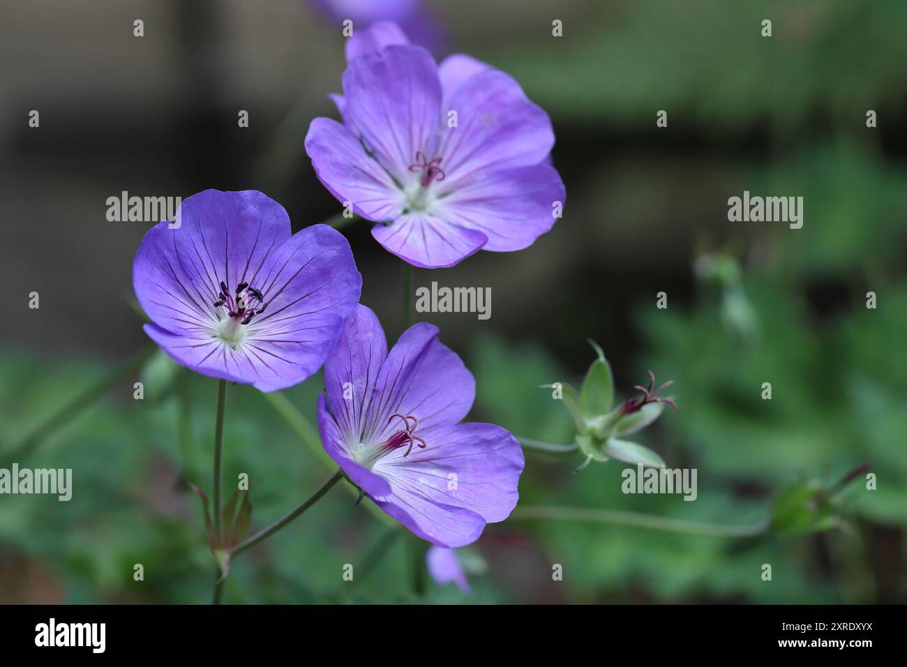 Primo piano di tre bellissimi fiori viola-blu di una rozanne ́ ibrida di gru in un letto da giardino, sfondo sfocato Foto Stock