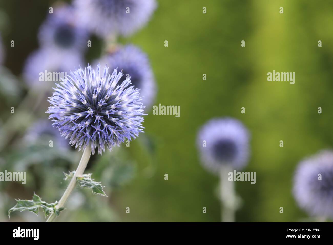 Foto delle graziose infiorescenze sferiche blu di una pianta di echinops bannaticus con una messa a fuoco selettiva, copia spazio Foto Stock