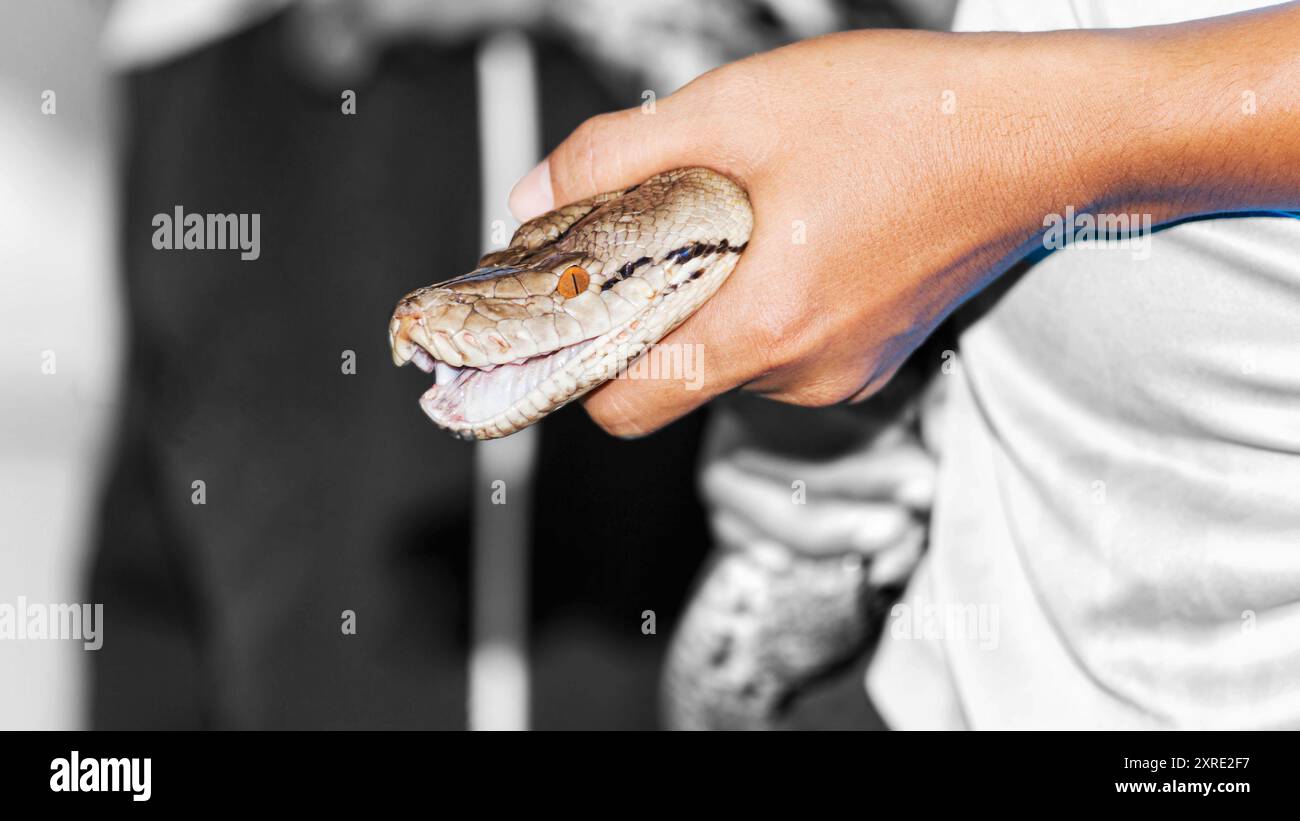 Ritratto di pitone gigante catturato con la mano un grande serpente costrittore e un forte predatore. Foto Stock