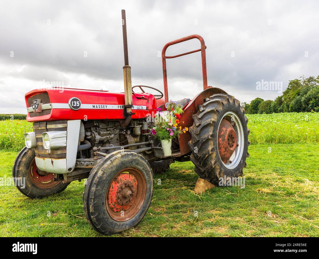 Helmsley, North Yorkshire, Regno Unito 9 agosto 2024. Primo piano di un trattore rosso Massey Ferguson 135 d'epoca in un campo di fiori selvatici appena fuori Helmsley, nel nord Foto Stock